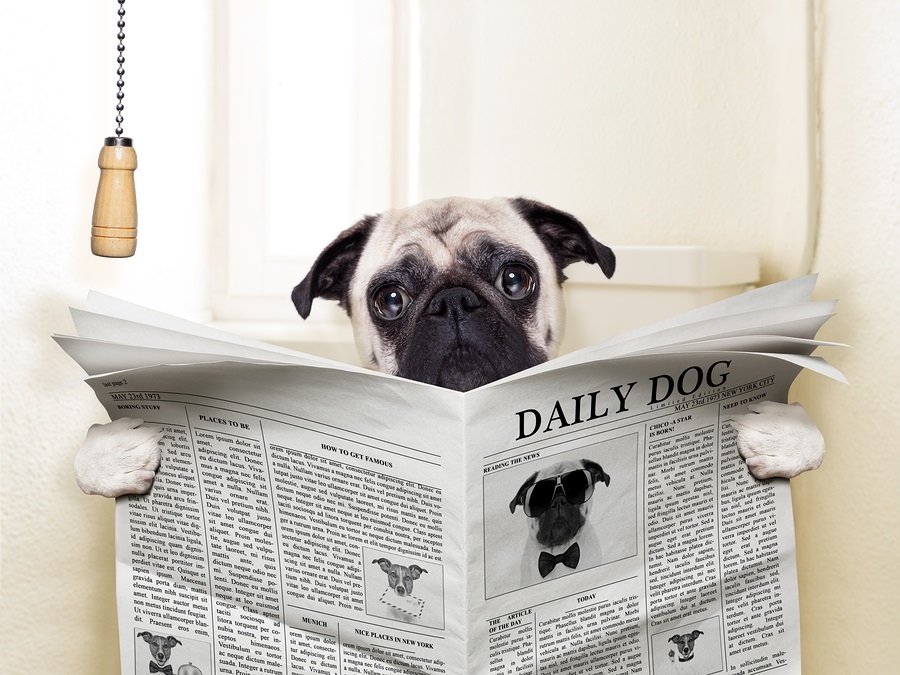 Newspaper